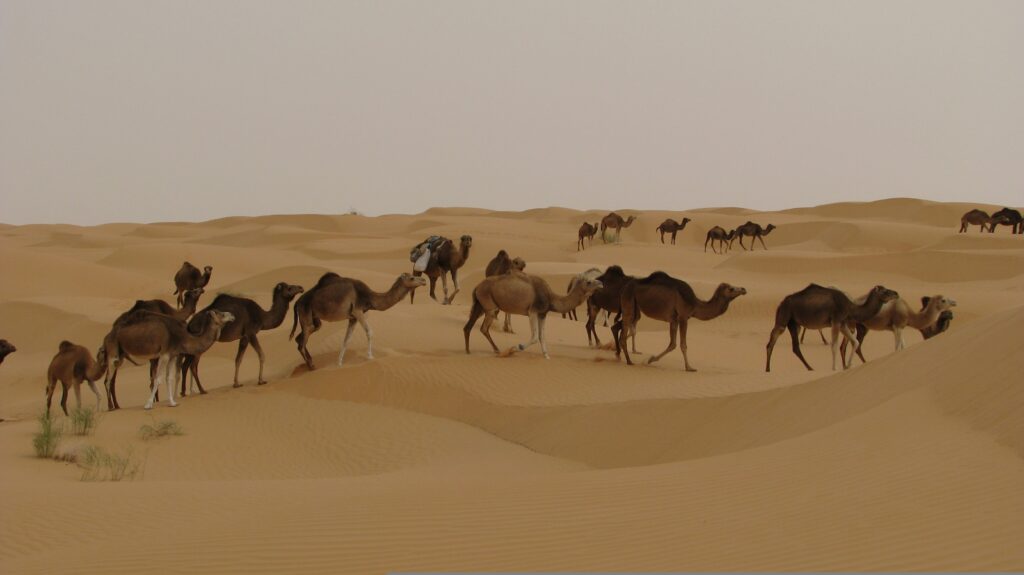 Sahara Tunisia